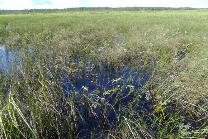 Salix-Potentilla-Carex vyöhyke (vasen kuva) sekä