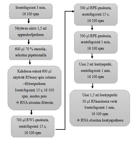 24 KUVIO 5. RNA:n eristäminen näytteestä valmistajan (Qiagen) ohjeen mukaan (Qiagen, RNeasy Mini Handbook 2012, 41 42, muokattu). 4.2.2 RNA:n kääntö cdna:ksi RNA:n eristämisen jälkeen näytteiden RNA-pitoisuudet ja puhtausasteet mitattiin cdna-kääntöä varten NanoDrop Spectrophotometer ND-1000 -laitteella.