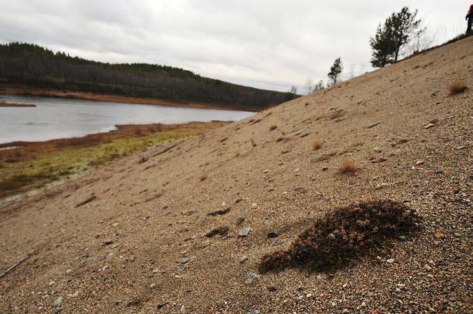 4.76 Kuodeveisaarten pohjoispuoli Kohde sijaitsee Suomen puolella jokea Kuodeveisaarien kohdalla pari kilometriä etelään Korsjohkan suulta (Kuva 249).