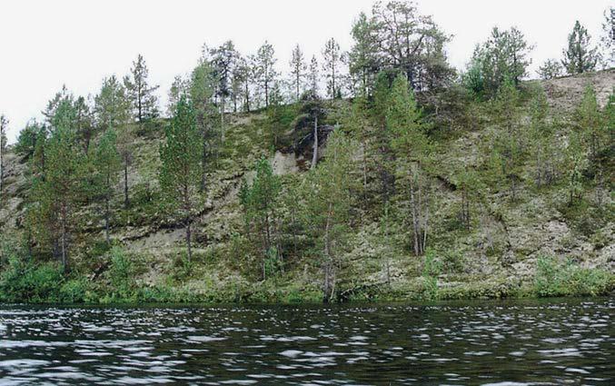 Rantatasanteella kasvaa reunus kiiltopajua ja muutamia koivuja, ja pensaissa on tulvan tuomaa roskaa. Variksenmarja- ja puolukkamatot sekä joukko juolukkaa dominoivat.