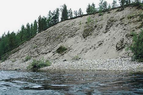 Pieniä mäntyjä on noussut sinne tänne koko kohteessa. Alimpana on kiiltopajureunus. Muita yleisiä lajeja ovat suopursu, tunturikurjenherne ja tenonajuruoho mättäinä.