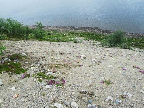 Jägilveisuolo 1 on laajempi ja avoinaisempi Jägilveisuolon kohteista ja sijaitsee alavirran puolella soramontun kohdalla. Kohde on noin 40 m korkea ja 40 m pitkä.