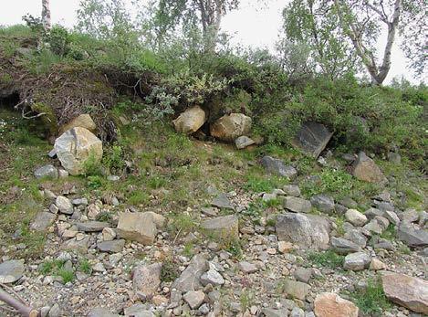 Rannalla kasvaa vain muutama hapro (Oxyria digyna), lumihärkki (Cerastium cerastoides), tunturikurjenherne (Astragalus alpinus) ja yksi pajupensas. Rinne on jyrkkä ja paljolti kasvillisuuden peitossa.