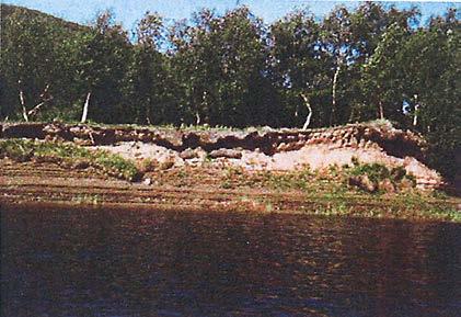 Vallitsevina valtalajeina kasvaa heiniä ja saroja. Kohteella kasvaa jonkin verran paju- ja tunturikoivupensaikkoa.