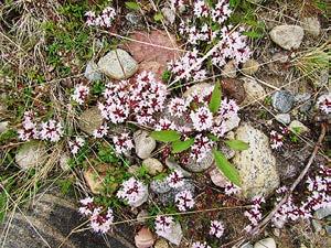 ), kissankelloa (Campanula rotundifolia) ja keltanoa (Hieracium sp.). Kokonaisuudessaan avointa aluetta on noin viidennes pinta-alasta, samoin pensaita.