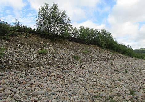 Muita rannalla kasvavia kasvilajeja ovat lumihärkki (Cerastium cerastoides), muutama hapro (Oxyria digyna), tenonajuruoho (T. serpyllum ssp.