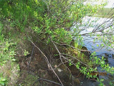 Alueella kasvaa muun muassa kultapiiskua (Solidago virgaurea), peltokortetta (Equisetum arvense), niittyleinikkiä (Ranunculus acris) ja maitohorsmaa (Epilobium