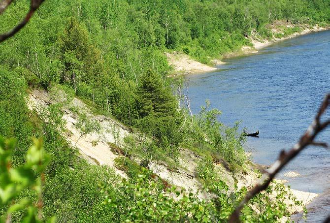 Rantavyöhyke on loivasti jyrkkenevä ja rinnevyöhyke on jyrkkä (Kuva 169). Muutama tunturikoivu (B. pubescens ssp. czerepanovii) on valunut hiekan mukana rinteessä.