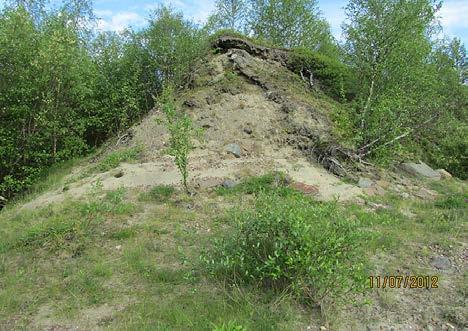 alpinus), pohjanpaju (S. lapponum), kiiltopaju (S. phylicifolia), hieskoivu (B. pubescens), lumihärkki (C. cerastoides), vilukko (P. palustris), siniyökönlehti (P. vulgaris), punakko (B.