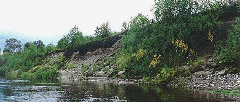 uva-ursi) ja variksenmarja (E. nigrum). sitovat hiekkaa rinteillä. Pensaskasvillisuutta on vajaa viidennes, heinä- ja ruoholajeja vajaa puolet kohteen pinta-alasta. Puita kasvaa hyvin vähän.