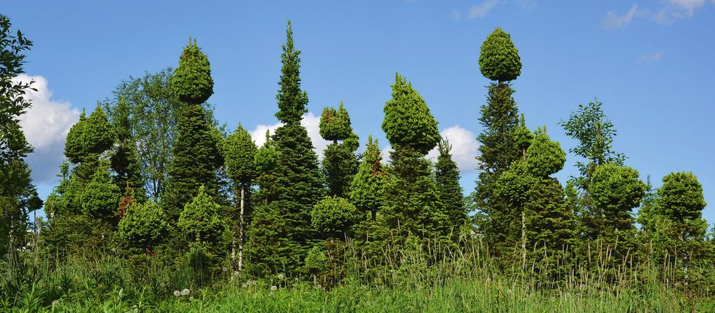 Tuolloin ne kasvattavat juuriaan, ja vihreä kasvu saattaa jäädä vähäiseksi. Myös vuosikasvainten keltainen tai punainen väri voi jäädä vaatimattomaksi.