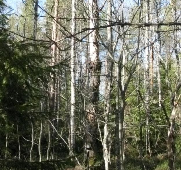 LÄHTÖKOHDAT. SELVITYS SUUNNITTELUALUEEN OLOISTA.. Alueen yleiskuvaus Kaava-alue sijaitsee noin kilometrin etäisyydellä Joensuun kaupunkikeskuksesta etelään.