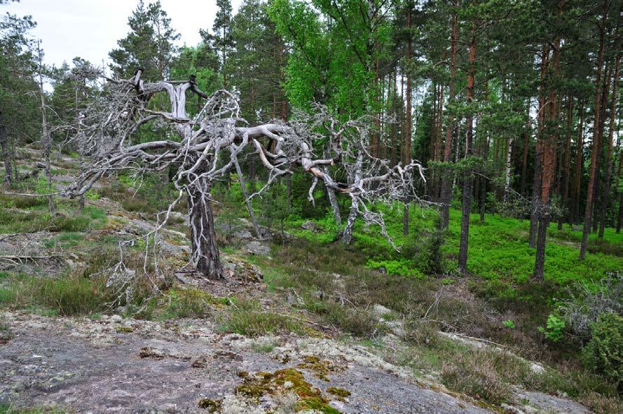 1 1. Johdanto Raaseporin kaupungin kaupunkisuunnitteluosasto tarvitsee arkeologisia inventointeja yleis- ja asemakaa- voituksen lähtötiedoiksi eri puolilla Raaseporia (ks. liite 1).