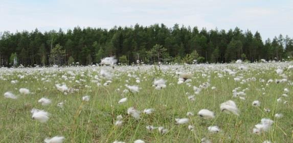 Luonnonsuojelu, monimuotoisuus ja ekologiset yhteydet Luonnon monimuotoisuuden ydinalueet Suojelualueet Pirkanmaan sijainti on keskeinen valtakunnan ekologisessa