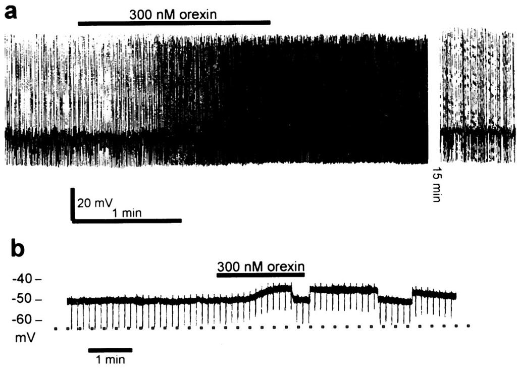 opeat oreksiinivasteet: neuroeksitaatio riksson et al., J. eurosci.