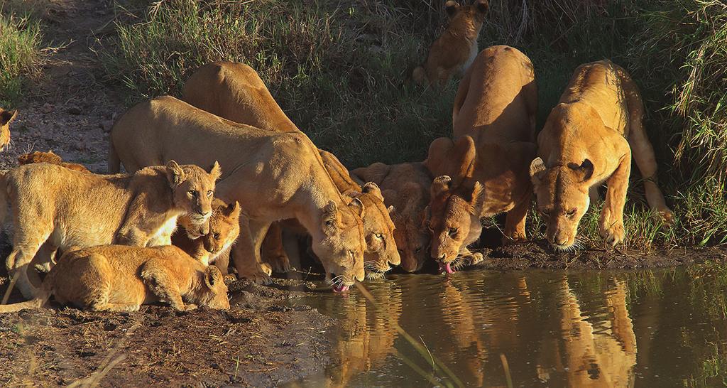 Suomen Kuvausmatkat Oy Tansanian suursafari: Serengeti, Ndutu, Ngorongoro, Tarangire 21.2.-2.3.2018 Aika: Ke 20.2. - Pe 2.3.2018 Hinta: 5.