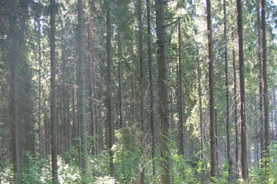 Äikäälä: Päivölän lehtokuusikko varttunut käenkaali-mustikkatyypin