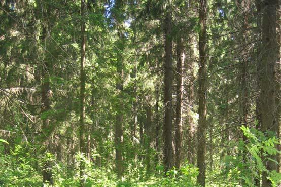 Yleisiä kenttäkerroksen lajeja ovat metsäalvejuuri, käenkaali,