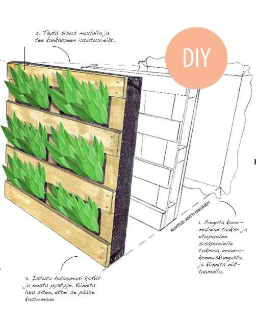 Kasvuseinä kuormalavoista Kasvuseinät ovat trendikäs ja tilaa säästävä tapa viljellä. Kasvuseinän voi itse nikkaroida kuormalavasta.