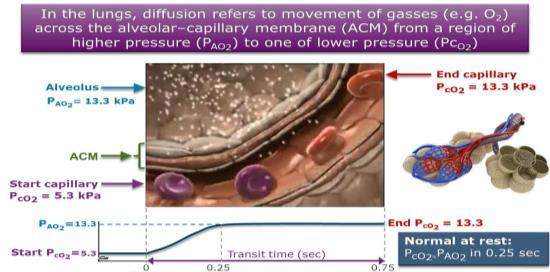 (A-a)O 2 :n voimakkaan kasvun syyt: Ventilaatio perfuusio (V A /Q) epäsuhta Diffuusiorajoittuneisuus Oikovirtaus (shunt) (Yleensä < 1% Q:sta vain pieni vaikutus (A-a)O 2 :oon.