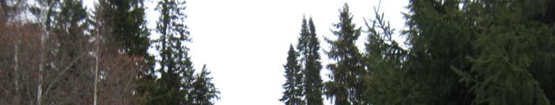Taipaleentielle päin tiheät