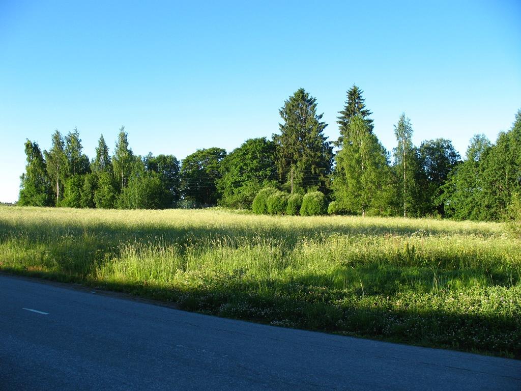 Kuva 2. Vaahteramäen selvitysalue Kisakujan suunnasta. Valokuva Pekka Routasuo.