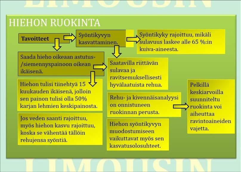 Tavoitteellinen ruokinta tuottaa parhaan mahdollisen lopputuloksen; hieho saadaan siemennettyä tai astutettua oikean ikäisenä, jolloin hieho myös tiinehtyy