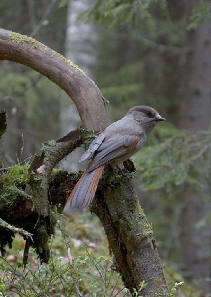 Metsälajien uhanalaisuus Suomen noin 45 000 eliölajista vain 21 000 tunnetaan niin hyvin, että niiden uhanalaisuus on pystytty arvioimaan.