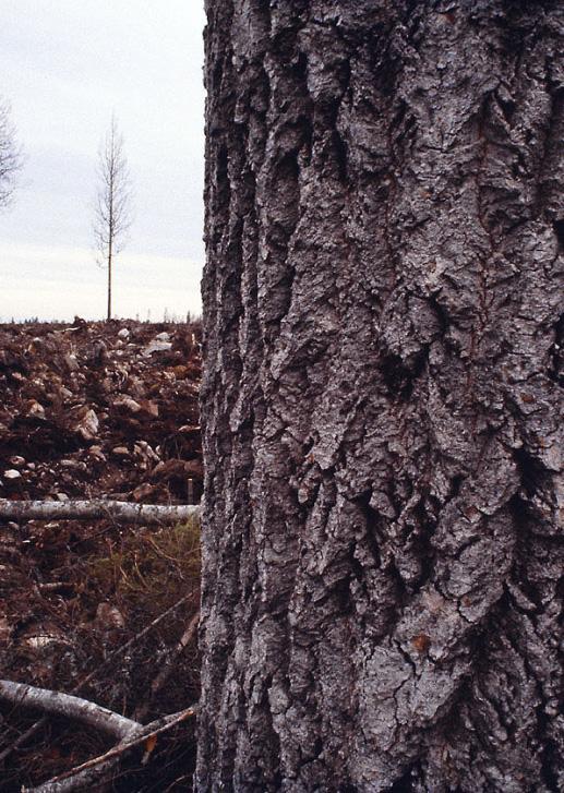 Merkittävimpiä uhanalaistumiseen vaikuttavia syitä ovat olleet mm.