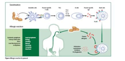 IL4) stimuloivat B-solua syntetisoimaan maapähkinä IgE:tä kulkee verenkierron mukana à kiinnittyy syöttösolujen pinnan reseptoreihin herkistyy ulkoisille ärsykkeille (proteiini) tarttuu IgE:hen à