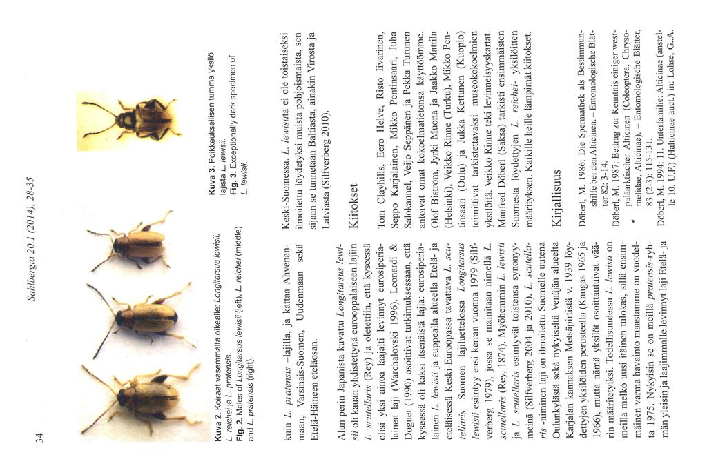 34 Sahlbergia 20.1 (2014), 28-35 \, Kuva 2. Koiraat vasemmalta oikealle: Longitarsus lewisii, L. reichei ja L. pratensis. Fig. 2. Males of Longitarsus /ewsli (left), L' reichei(middle) and L.