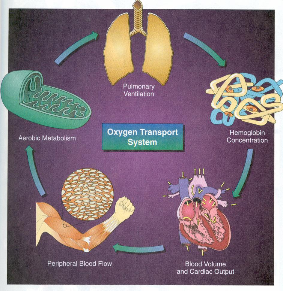 Reasons for limitation of oxygen