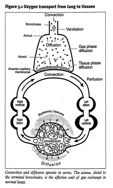 CAPACITY VO 2 = (SV x HR) x C ( a -