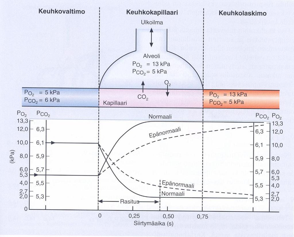 Gas exchange at the alveolar level: diffusing