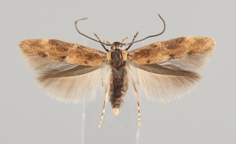 Mompha epilobiella (Denis & Schiffermüller, 1775) Tuntomerkit. Siipiväli 10-13 mm.