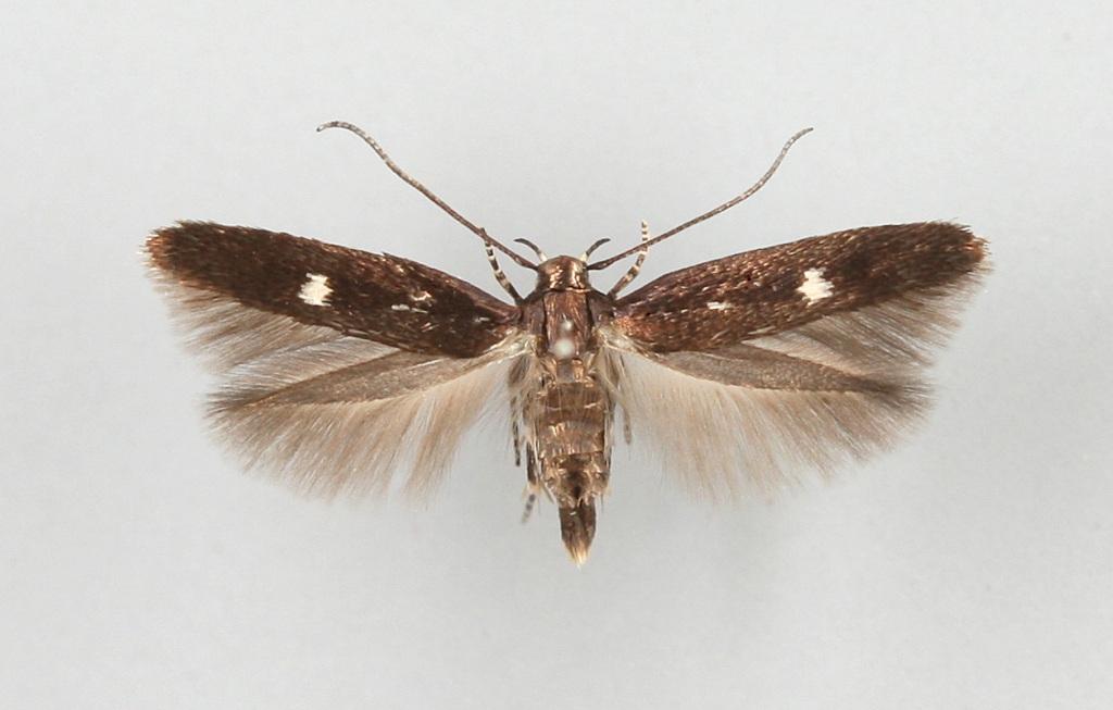 Mompha langiella (Hübner, 1796) Kuva: SIP Haapala Tuntomerkit. Siipiväli 9-11 mm.