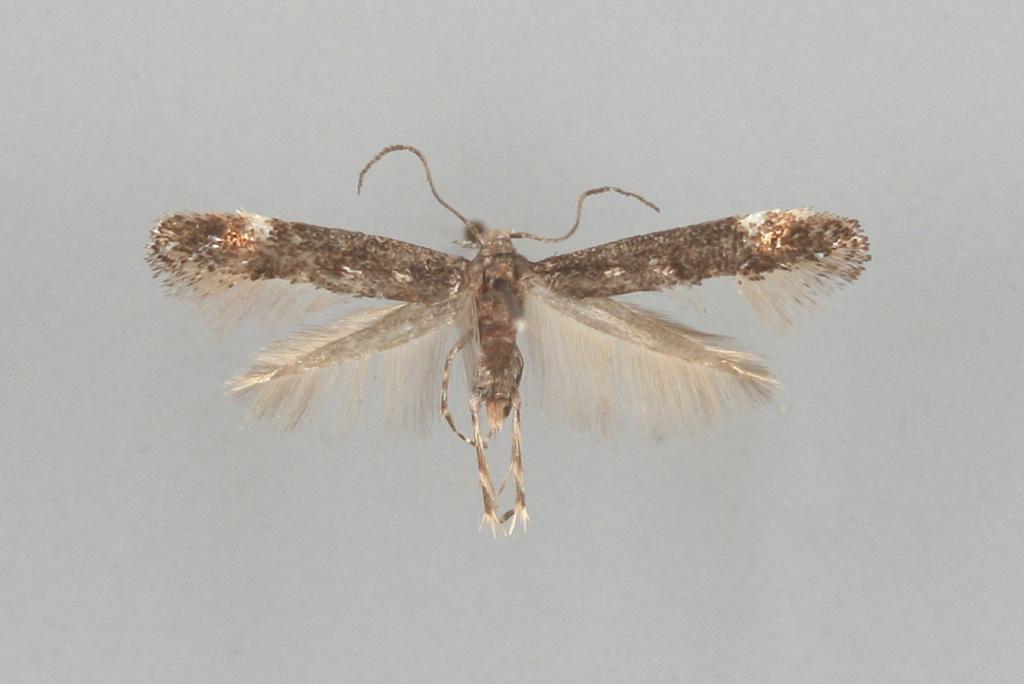 Mompha sexstrigella (Braun, 1921) Tuntomerkit. Siipiväli 7-11 mm. Muistuttaa lajia M.