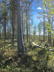 Lisätietoja Lappalainen, Eino 2001. Suur-Teuravuoma ja sen luonto- ja kulttuuripolku Telatie. Lapin yliopisto. Rovaniemi 2002.