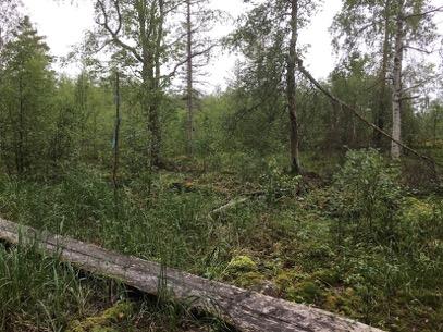 Tarkastukset Tila 3 Toteutettu Laji 6 Suojeluarvojen tarkastus Tarkastusvuosi 2016 Tarkastuspvm 5.7.