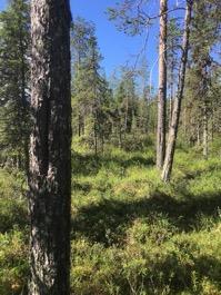 Lisätietoja Lappalainen, Eino 2001. Suur-Teuravuoma ja sen luonto- ja kulttuuripolku Telatie. Lapin yliopisto. Rovaniemi 2002.