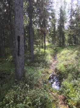 Tarkastukset Tila 3 Toteutettu Laji 6 Suojeluarvojen tarkastus Tarkastusvuosi 2016 Tarkastuspvm 12.7.