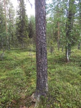 Tarkastukset Tila 3 Toteutettu Laji 6 Suojeluarvojen tarkastus Tarkastusvuosi 2016 Tarkastuspvm 12.7.
