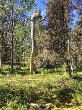 Tarkastukset Tila 3 Toteutettu Laji 6 Suojeluarvojen tarkastus Tarkastusvuosi 2016 Tarkastuspvm 21.7.