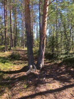 Tarkastukset Tila 3 Toteutettu Laji 6 Suojeluarvojen tarkastus Tarkastusvuosi 2016 Tarkastuspvm 21.7.