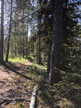 Tarkastukset Tila 3 Toteutettu Laji 6 Suojeluarvojen tarkastus Tarkastusvuosi 2016 Tarkastuspvm 21.7.