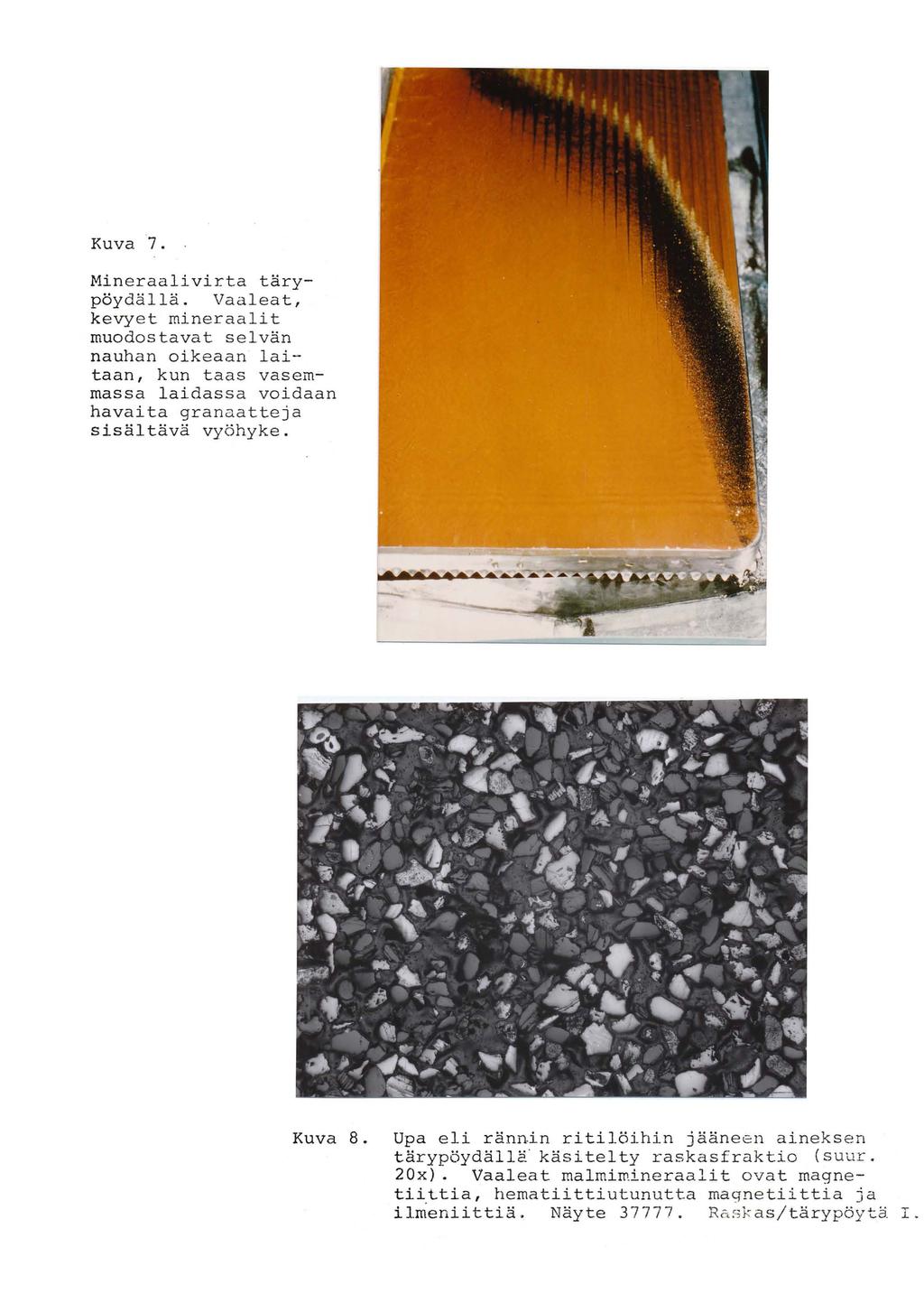 Kuva 7. Mineraalivirta tärypöydällä. Vaaleat, kevyet mineraalit muodostavat selvän nauhan oikeaan laitaan, kun taas vasemmassa laidassa voidaan havaita granaatteja sisältävä vyöhyke. Kuva 8.