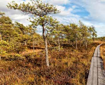 Pyhtään edustan ykköskohde on Kaunissaari idyllisen kalastajakylänsä ja taatusti saariston parhaiden pitsojen ja legendaarisen lohikeiton