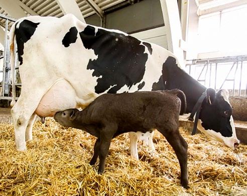 Virta-energiarehut kohota tuotos uusiin ennätyksiin! Virta-energiarehuilla saat enemmän: Tuotosta Jopa 2 kg/lehmä/päivä enemmän maitoa!