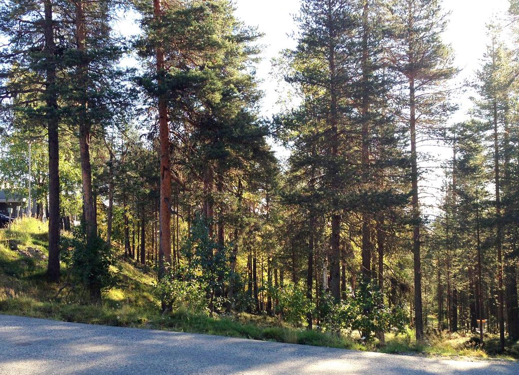 Pyhälinnan asemakaavan muutos, Pelkosenniemi Kuva 7.