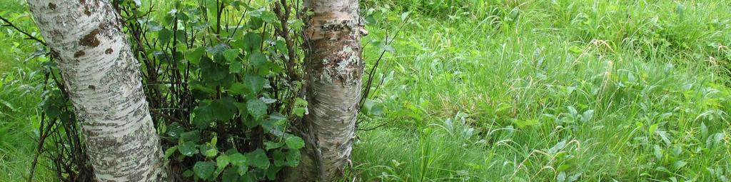 2008 Metsähallituksen Lapin luontopalvelut teki kesällä 2008 laaksoarhon kartoituksia Itä-Lapissa liittyen Soklin kaivoshankkeen YVA-menettelyn ja Natura-arvioinnin tarpeisiin.